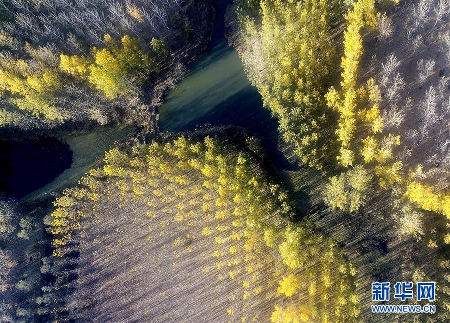 天津水庫(kù)濕地防護(hù)林泛黃凋落 美景如畫