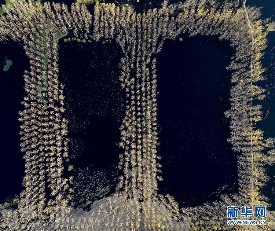 天津水庫(kù)濕地防護(hù)林泛黃凋落 美景如畫