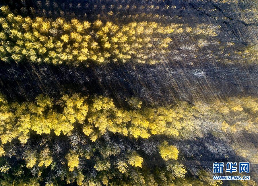 天津水庫(kù)濕地防護(hù)林泛黃凋落 美景如畫