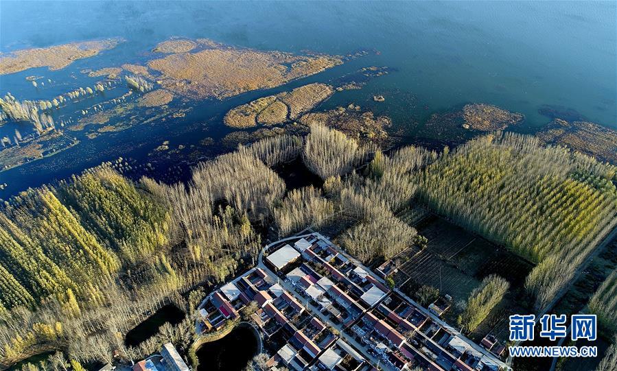 天津水庫(kù)濕地防護(hù)林泛黃凋落 美景如畫