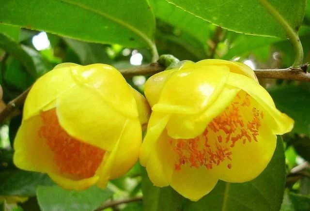 尋找發(fā)現(xiàn)國寶級珍稀植物金花茶