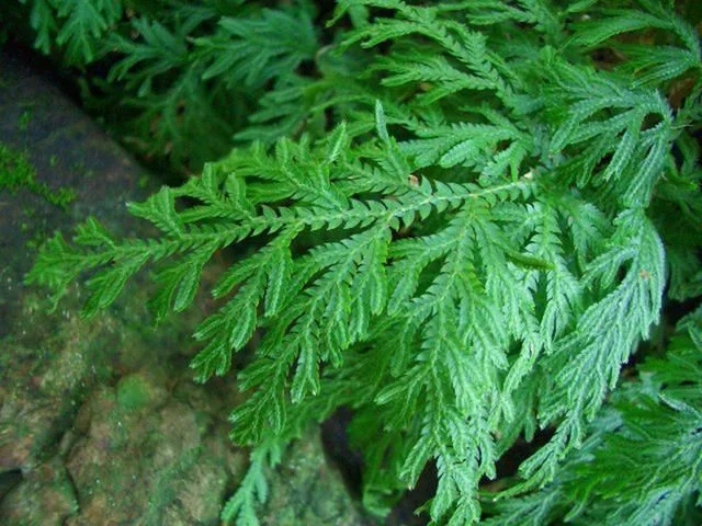 世界上最神奇的植物，會(huì)爆炸還能“跑”