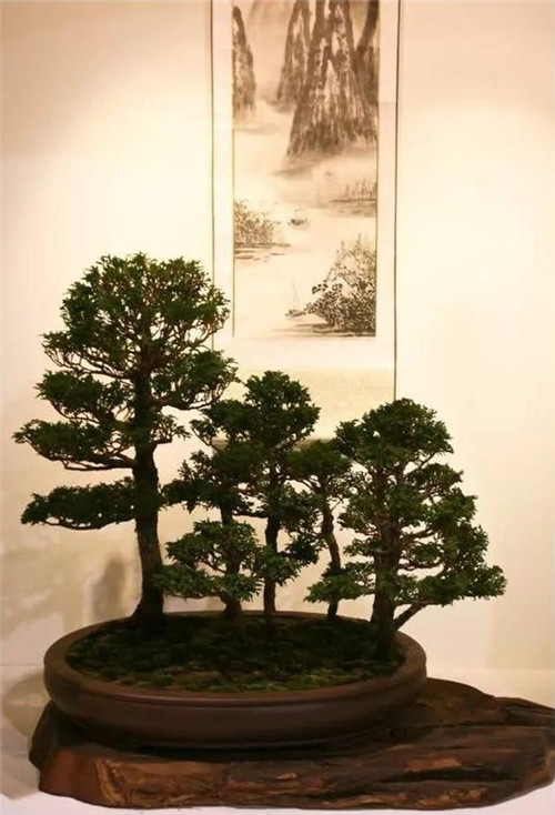 美國(guó)費(fèi)城的盆景與插花藝術(shù)展