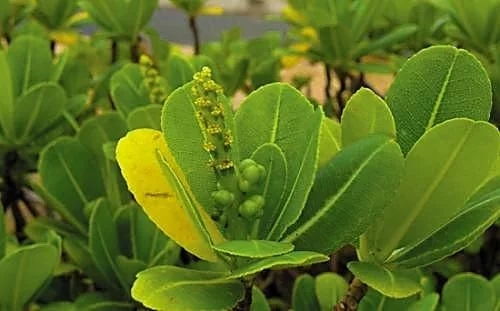 華南植物園發(fā)現(xiàn)我國(guó)被子植物新記錄物種