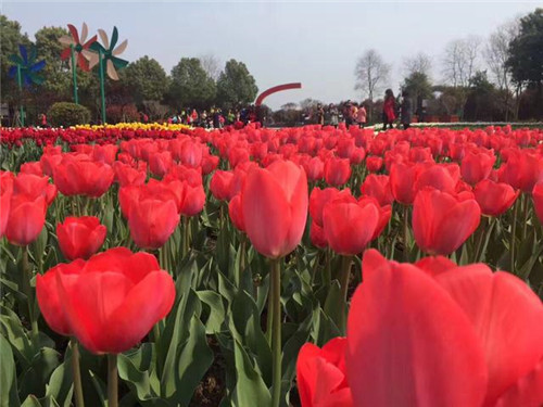 武漢東西湖郁金香主題公園郁金香花展開(kāi)幕