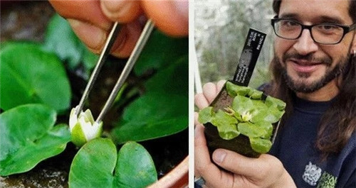 村民為了方便洗衣服差點(diǎn)沒絕了珍貴植物