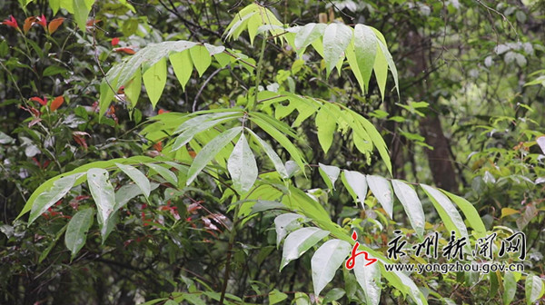 江華發(fā)現(xiàn)國家一級重點保護野生植物伯樂樹