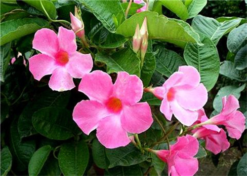 這8種夏天開花植物，越曬太陽，開花越猛