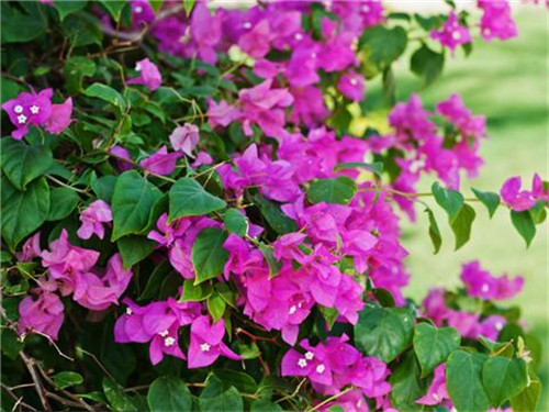 這8種夏天開花植物，越曬太陽，開花越猛