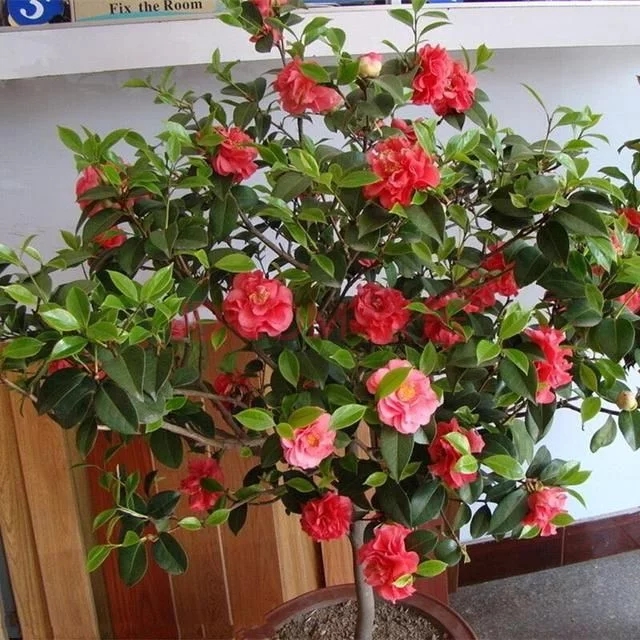 常見的旺家花卉，家里有嗎