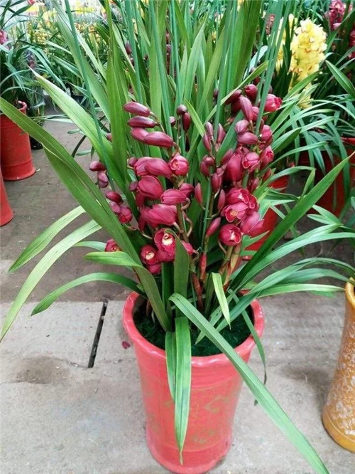 常見的旺家花卉，家里有嗎