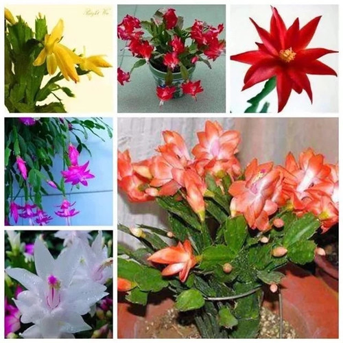 常見的旺家花卉，家里有嗎