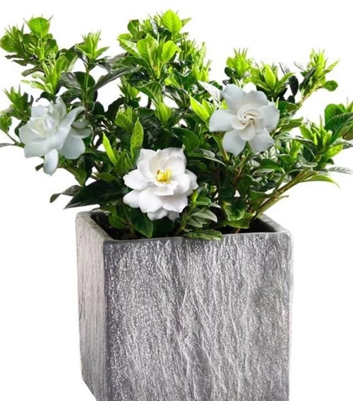 常見的旺家花卉，家里有嗎