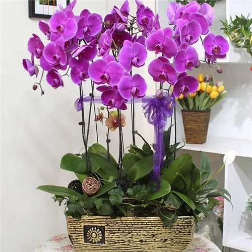 常見的旺家花卉，家里有嗎