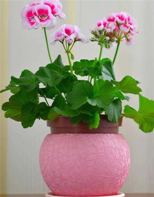 常見的旺家花卉，家里有嗎