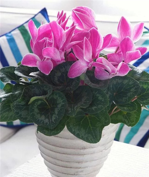常見的旺家花卉，家里有嗎