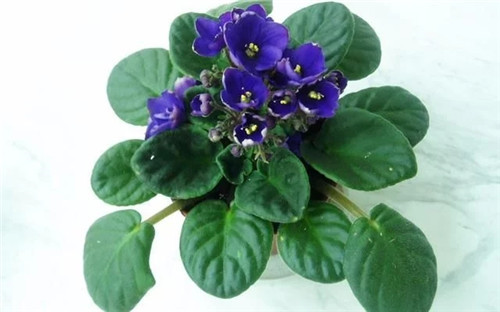 養這些花卉讓家里色彩斑斕，超級漂亮