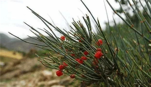 生長在農(nóng)村的這種野生植物藥用價(jià)值很高