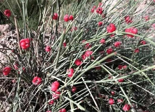 生長在農(nóng)村的這種野生植物藥用價(jià)值很高