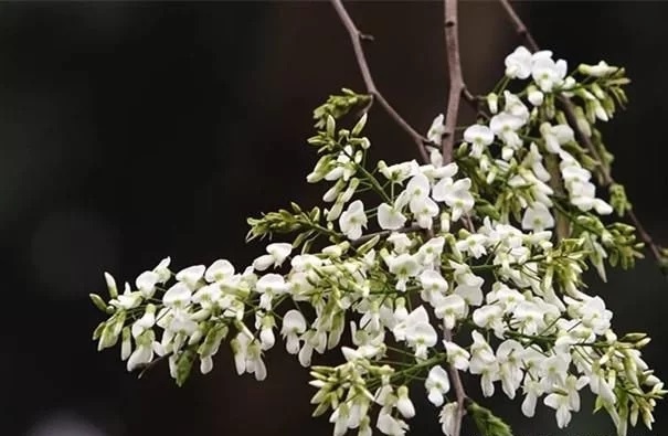 優(yōu)良經(jīng)濟樹種黃檀的栽培技術(shù)