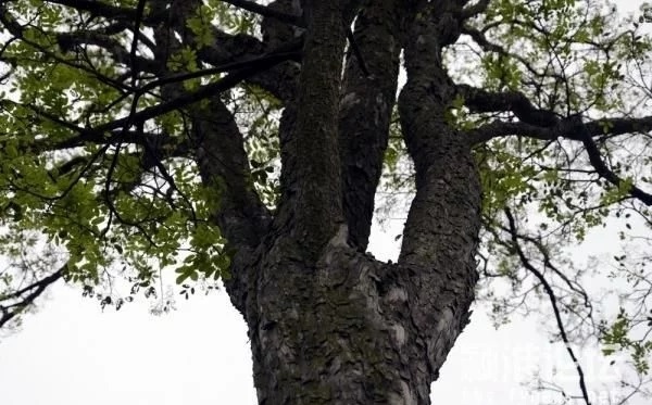 優(yōu)良經(jīng)濟樹種黃檀的栽培技術(shù)