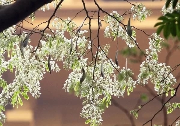 優(yōu)良經(jīng)濟樹種黃檀的栽培技術(shù)