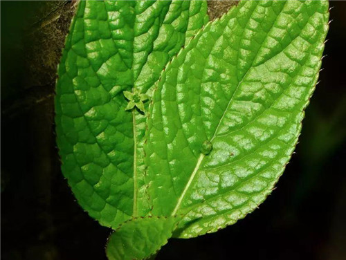 秦嶺有哪些珍稀植物你都知道嗎？