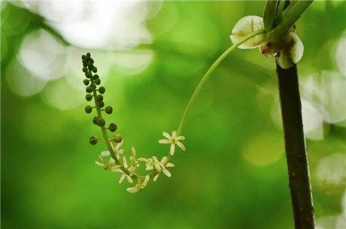 秦嶺有哪些珍稀植物你都知道嗎？