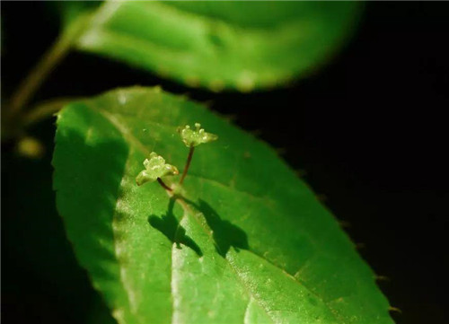 秦嶺有哪些珍稀植物你都知道嗎？