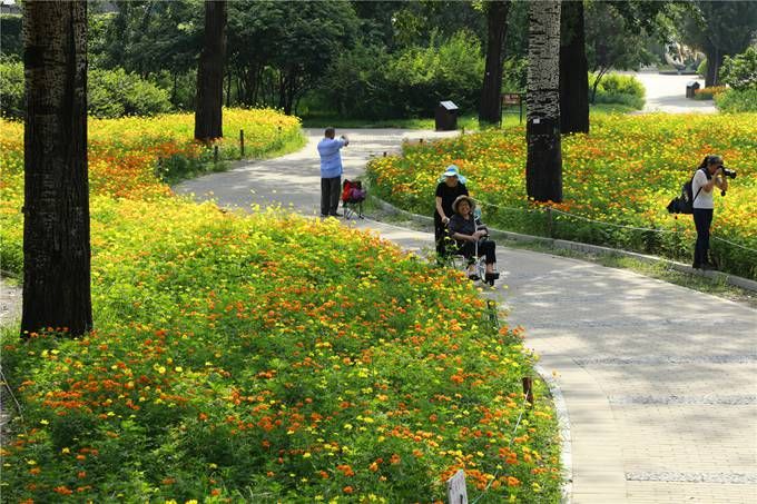 北京植物園百萬(wàn)夏花進(jìn)入觀賞期 還將舉辦科普活動(dòng)
