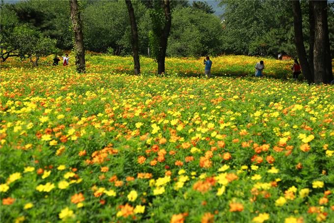 北京植物園百萬(wàn)夏花進(jìn)入觀賞期 還將舉辦科普活動(dòng)