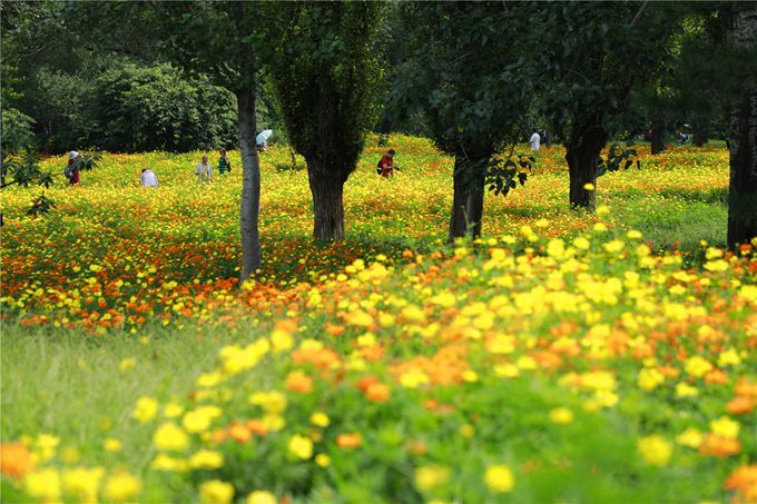 北京植物園百萬(wàn)夏花進(jìn)入觀賞期 還將舉辦科普活動(dòng)