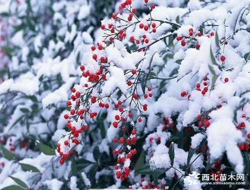 走進中式庭院，帶你領略苗木之美