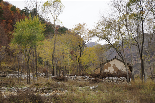 黃大莊：鄉(xiāng)村振興戰(zhàn)略背景下景觀建設及植物應用思考
