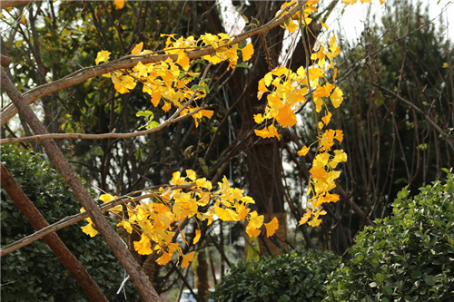 黃大莊：鄉(xiāng)村振興戰(zhàn)略背景下景觀建設及植物應用思考