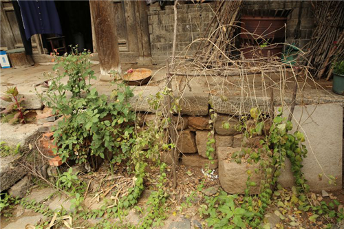 黃大莊：鄉(xiāng)村振興戰(zhàn)略背景下景觀建設及植物應用思考