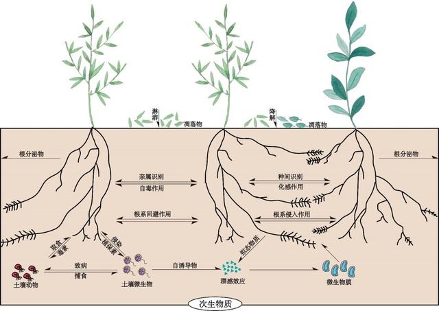 為了生存它們整日“竊竊私語”，相鄰植物釋放的化學(xué)物質(zhì)到底在表達(dá)什么