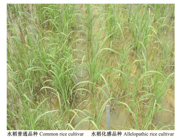 為了生存它們整日“竊竊私語”，相鄰植物釋放的化學(xué)物質(zhì)到底在表達(dá)什么