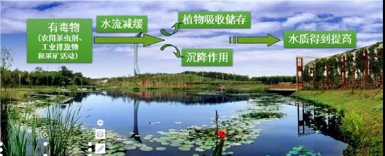 鮑達(dá)明：加強(qiáng)濕地保護(hù)，促進(jìn)綠色發(fā)展