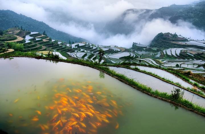 習近平向農(nóng)業(yè)文化遺產(chǎn)大會致賀信
