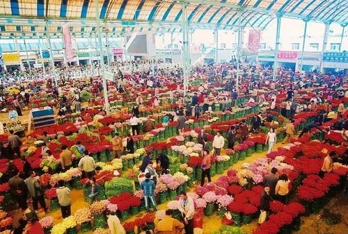 斗南花海，浪漫了多少時(shí)光