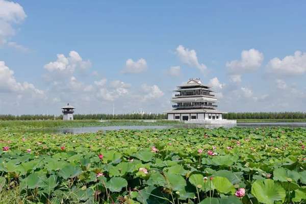 哈爾濱： 親水觀鳥(niǎo)樂(lè) 濕地旅游熱